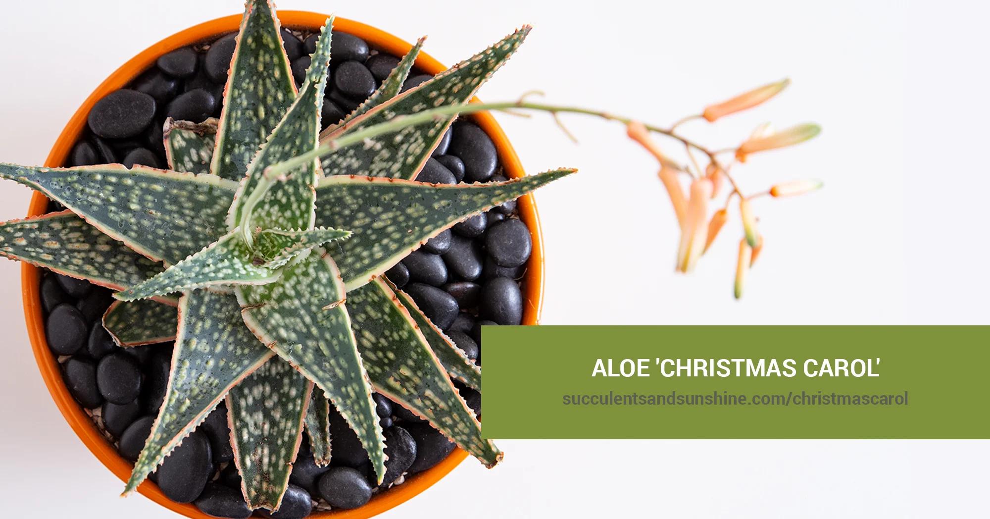 Aloe 'Christmas Carol': Una Guía Completa de Cultivo - How do you propagate Christmas carol aloe vera aloe cv christmas carol - How do you propagate Christmas carol aloe vera